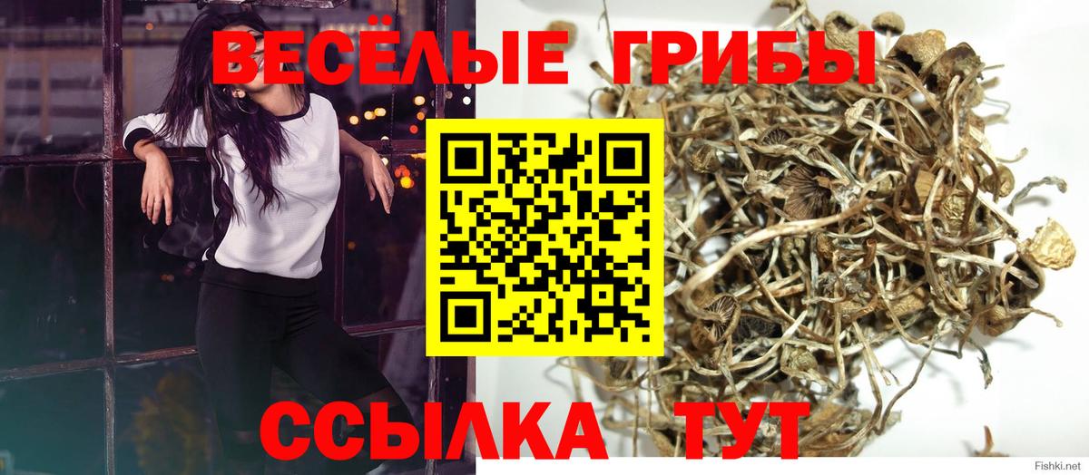 Галлюциногенные грибы Cubensis  Псилоцибиновые грибы MAGIC MUSHROOMS  Вход с VPN  Заволжье 